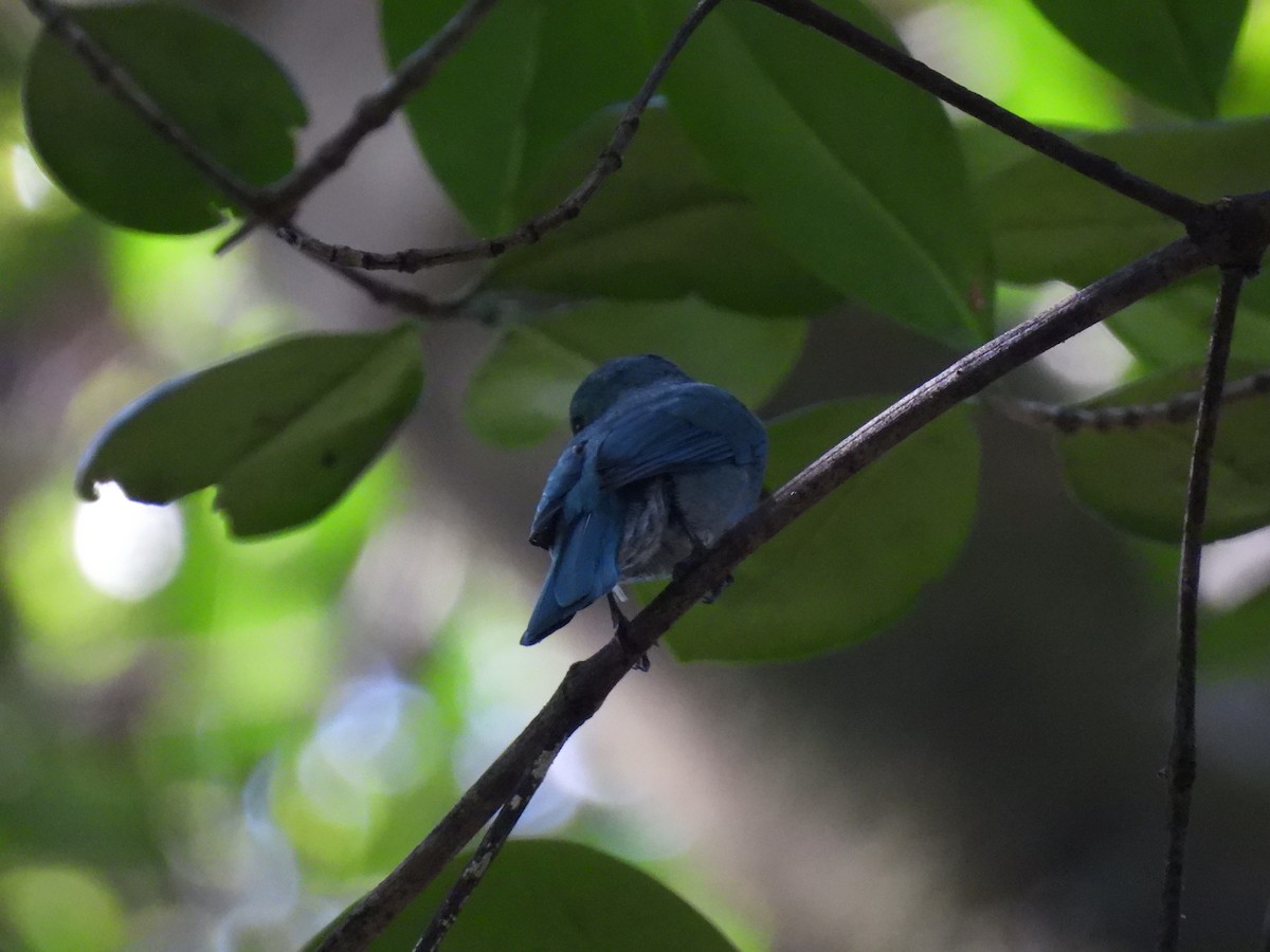 Black-naped Monarch - ML627311622