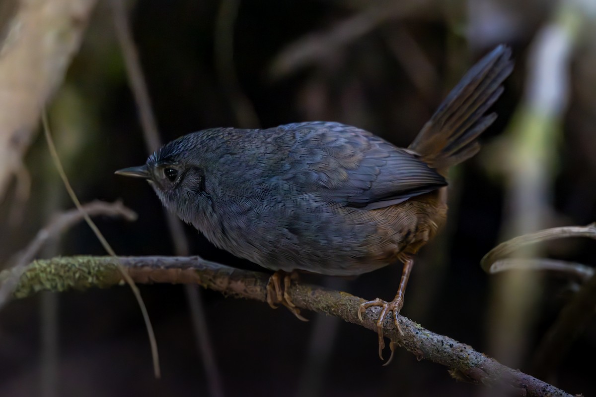 Rock Tapaculo - ML627311626