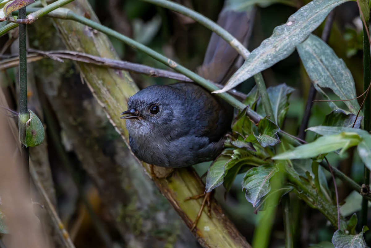 Rock Tapaculo - ML627311627