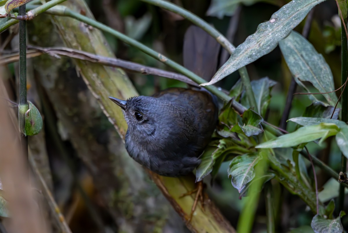 Rock Tapaculo - ML627311628