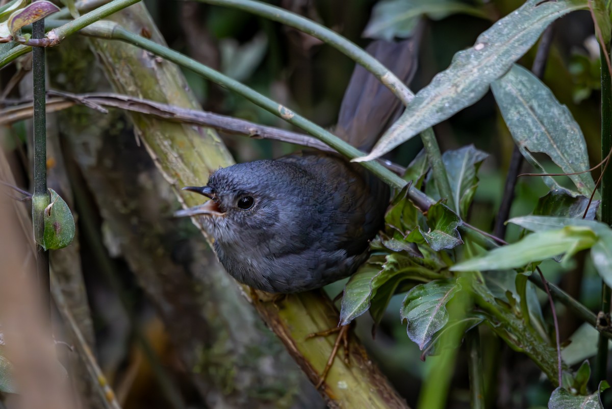 Rock Tapaculo - ML627311629