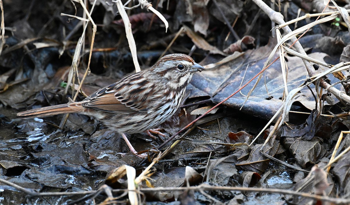 Song Sparrow (melodia/atlantica) - ML627311658