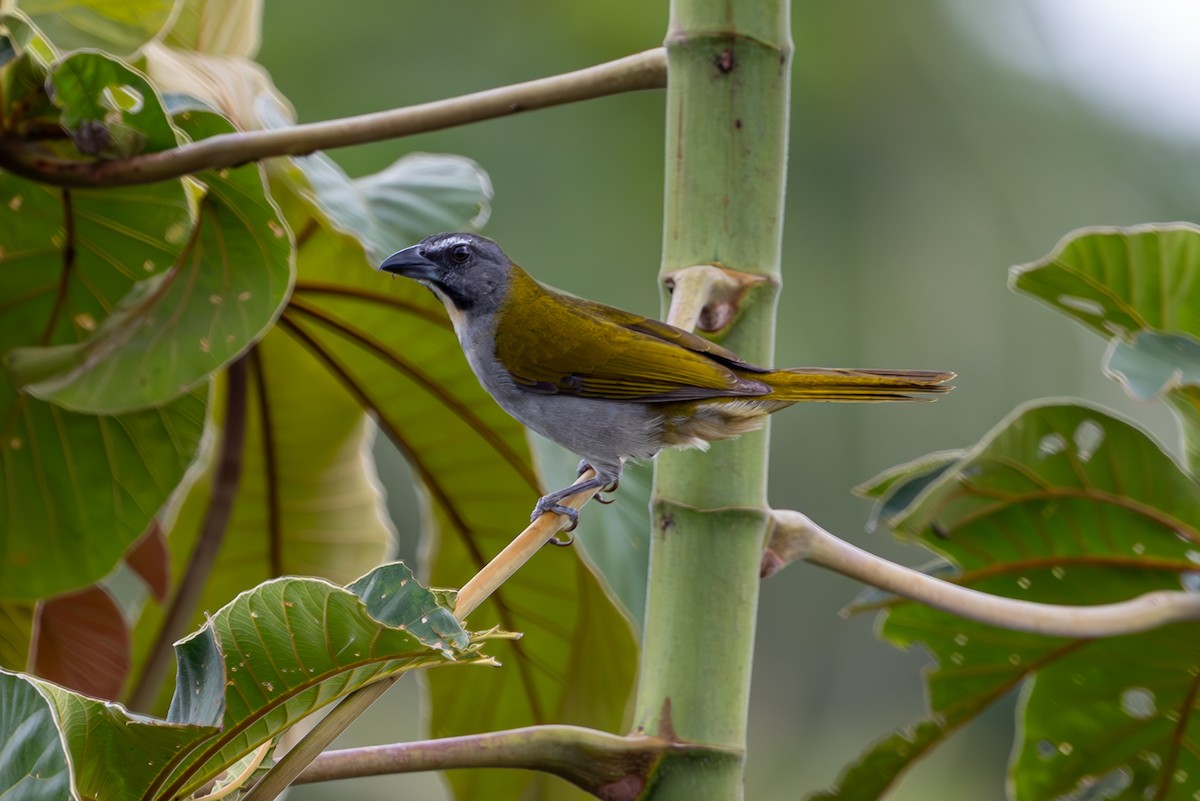 Buff-throated Saltator - ML627311683