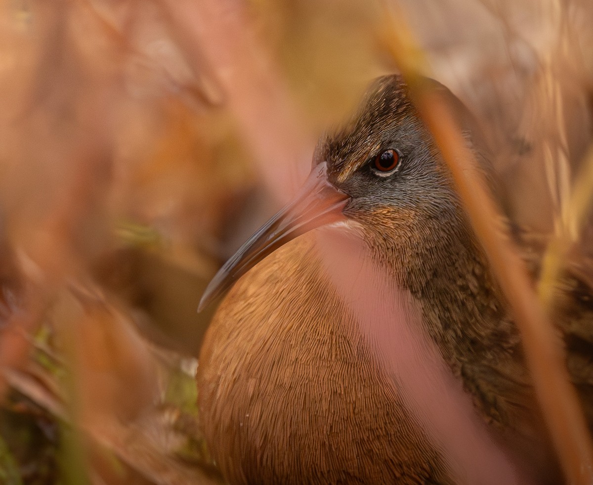 Virginia Rail - ML627311685