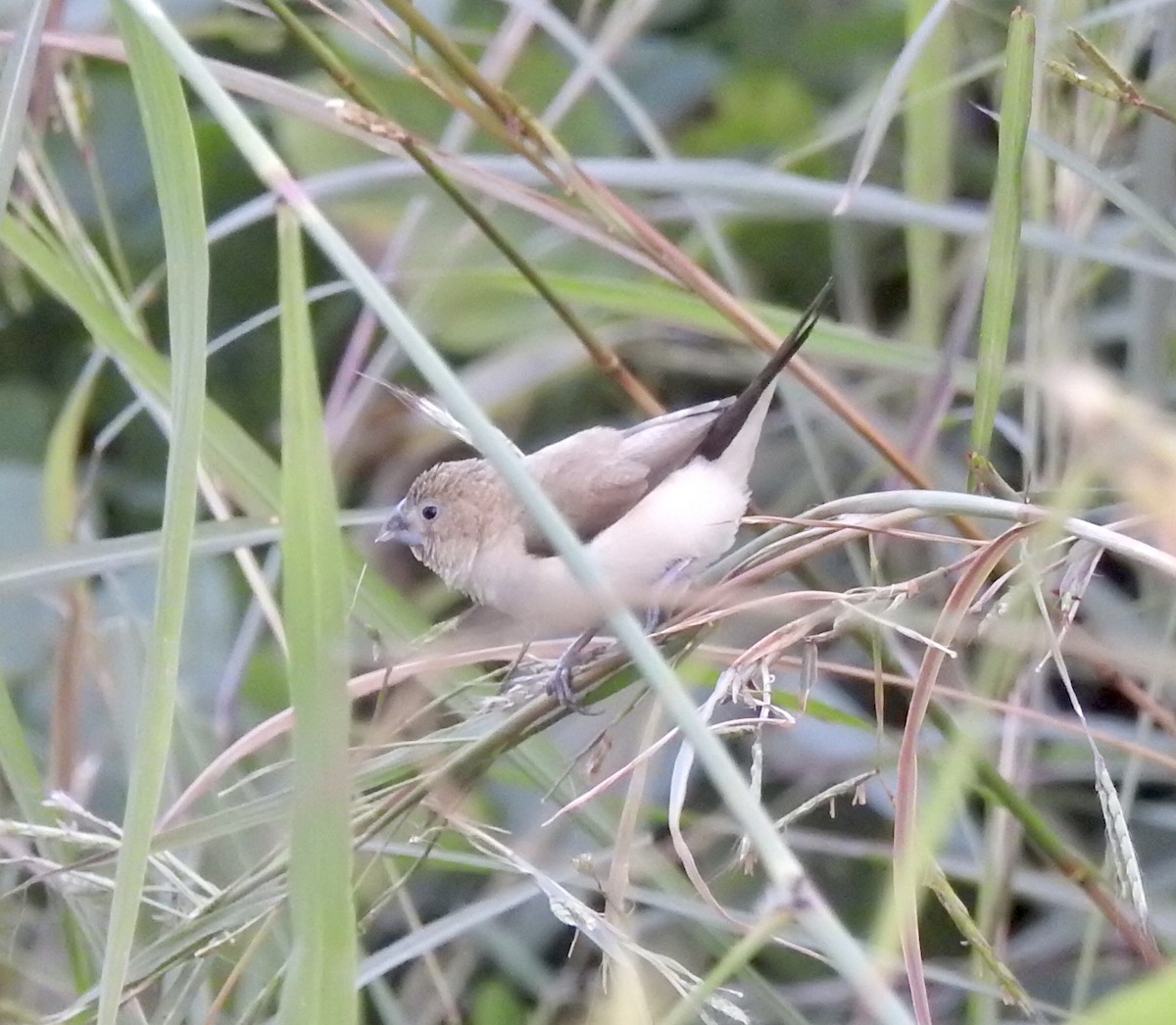 African Silverbill - ML627311686