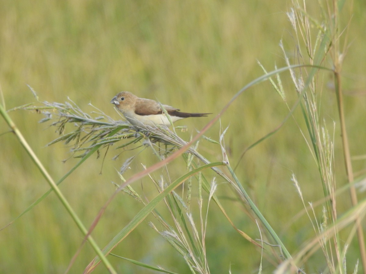 African Silverbill - ML627311687