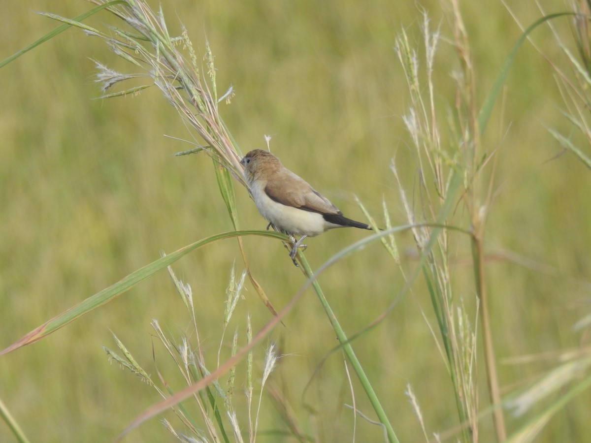 African Silverbill - ML627311688