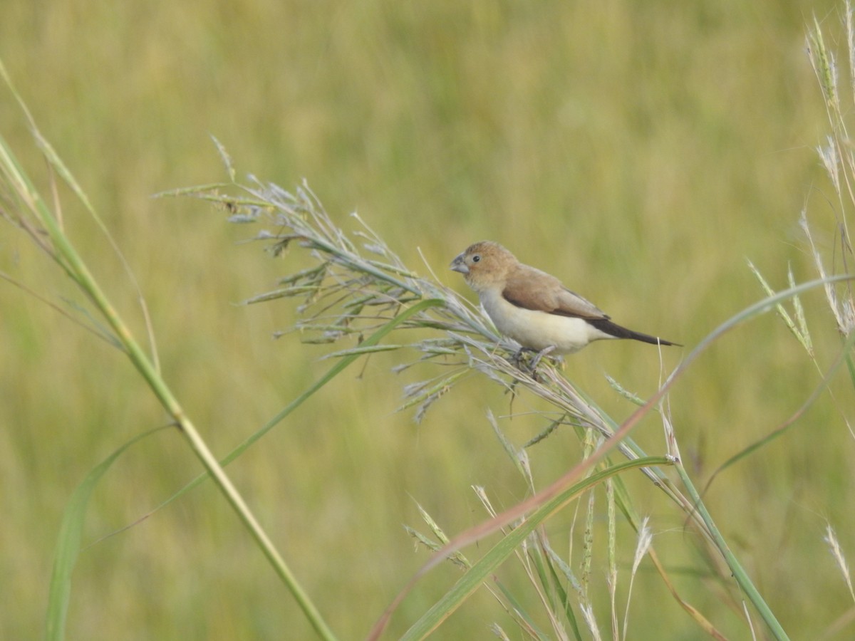 African Silverbill - ML627311689