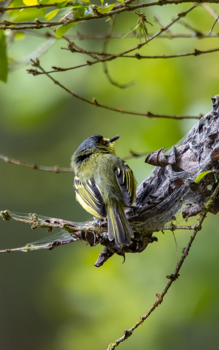 Gray-headed Tody-Flycatcher - ML627311692