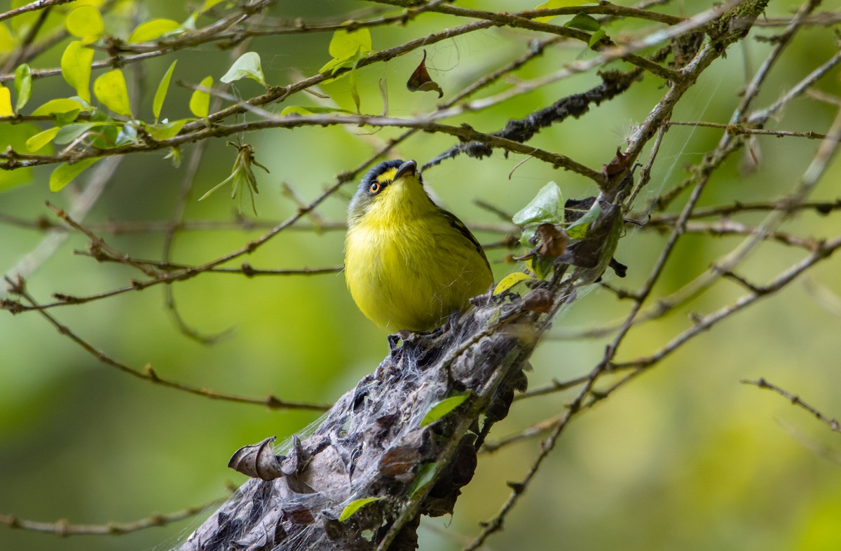 Gray-headed Tody-Flycatcher - ML627311693