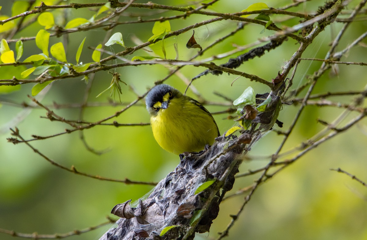 Gray-headed Tody-Flycatcher - ML627311694