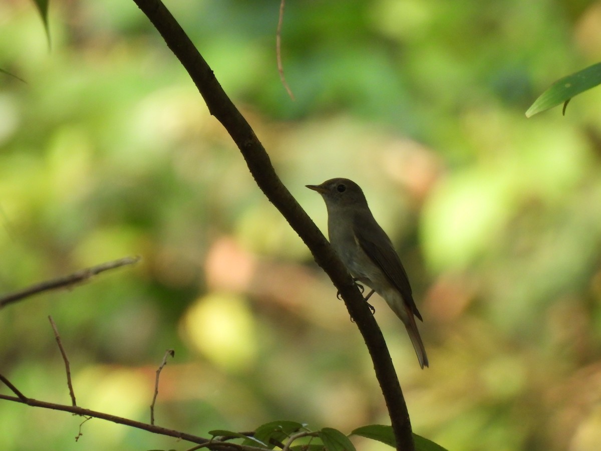 Rusty-tailed Flycatcher - ML627311695