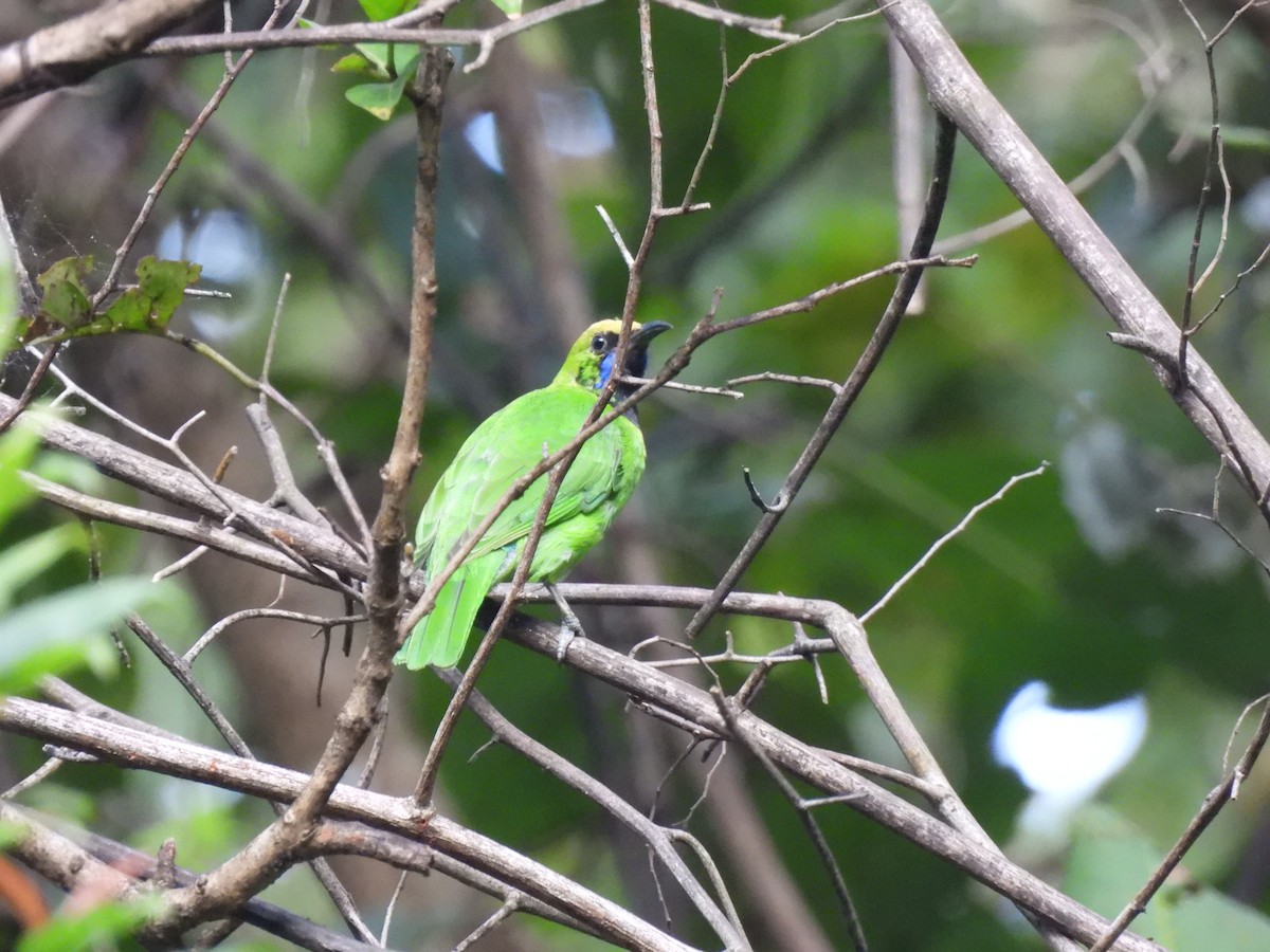 Golden-fronted Leafbird - ML627311705