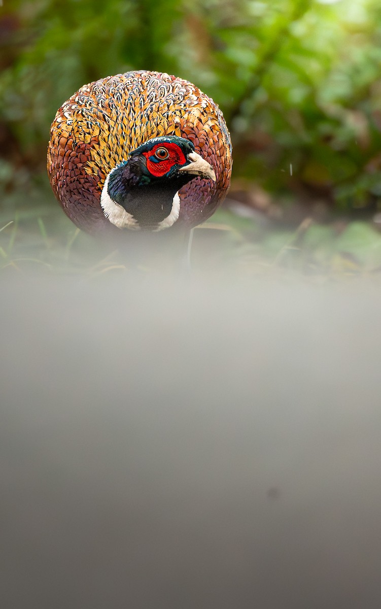 Ring-necked Pheasant - ML627311706