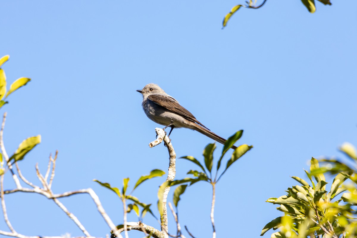 Shear-tailed Gray Tyrant - ML627311708