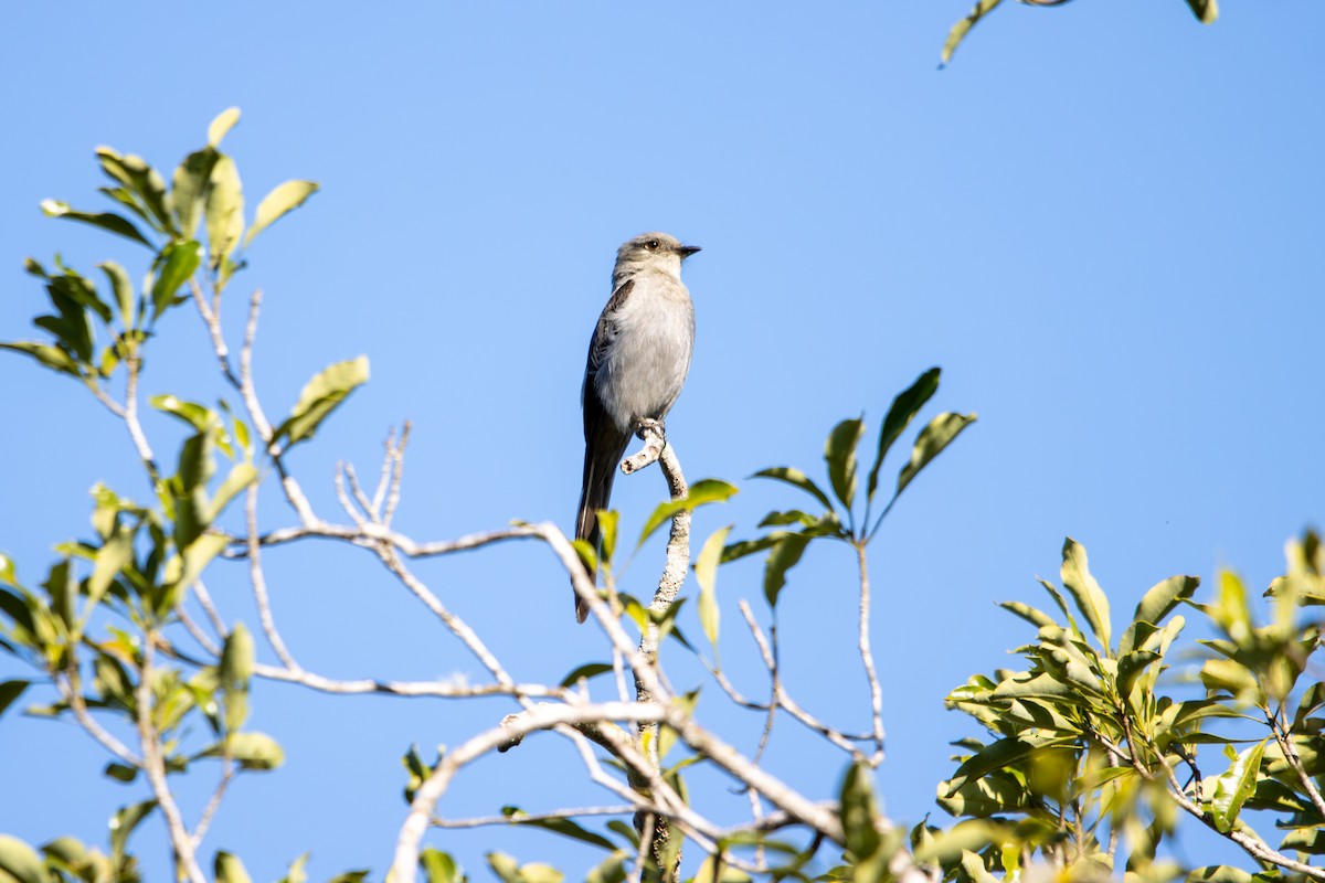Shear-tailed Gray Tyrant - ML627311710
