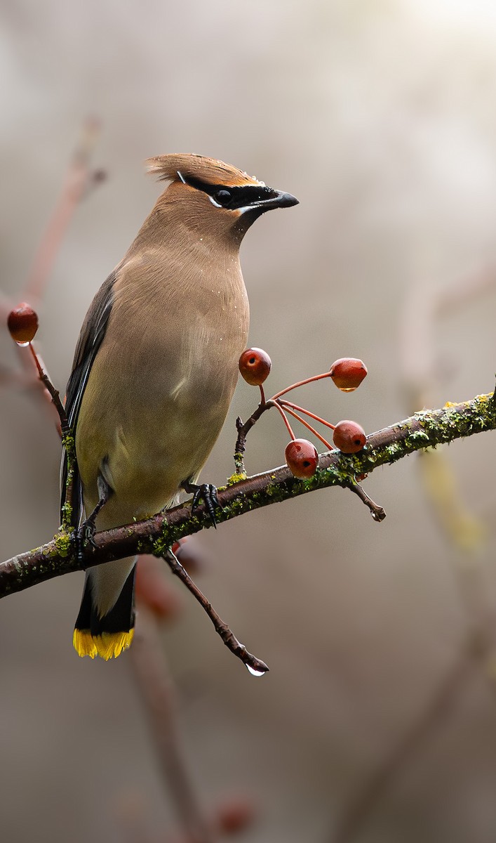 Cedar Waxwing - ML627311711
