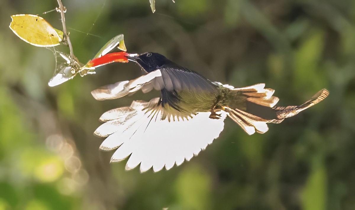 Black-throated Sunbird - ML627311766