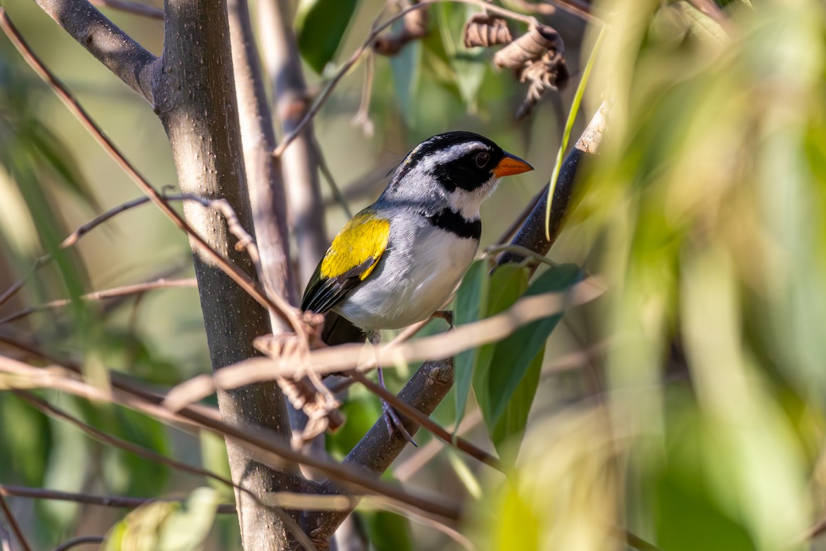 Saffron-billed Sparrow - ML627311780