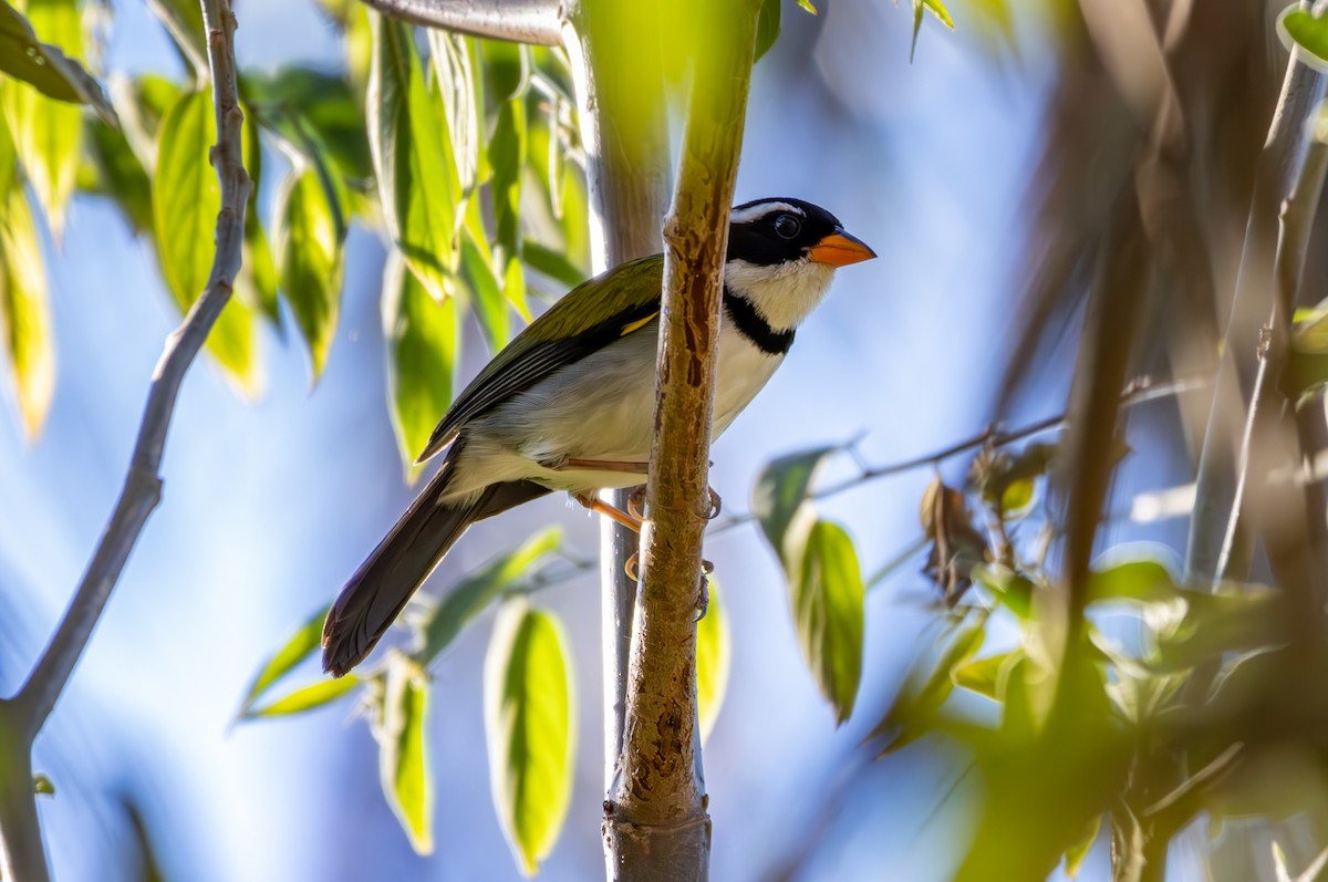 Saffron-billed Sparrow - ML627311781