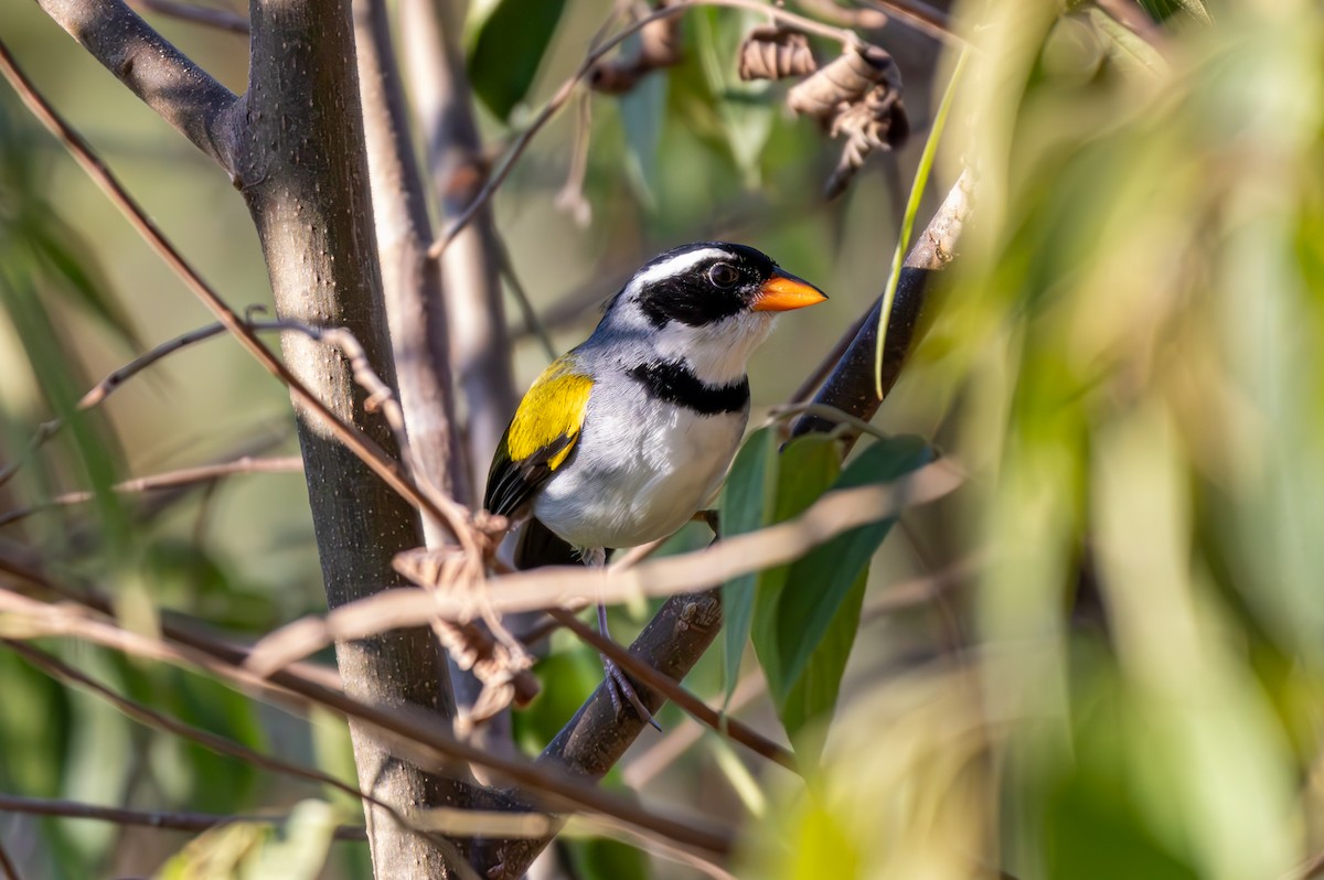 Saffron-billed Sparrow - ML627311782