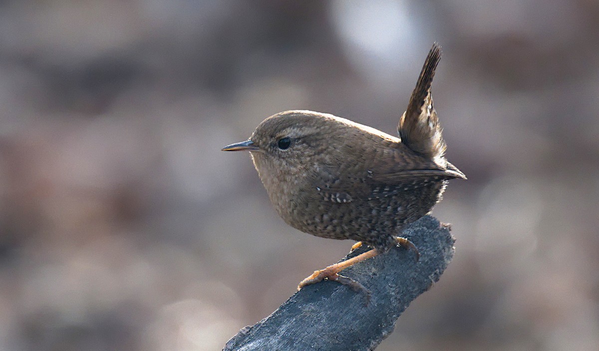 Winter Wren - ML627311827