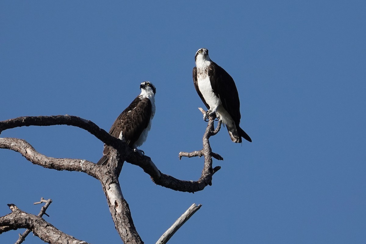 Falco pescatore - ML627311909