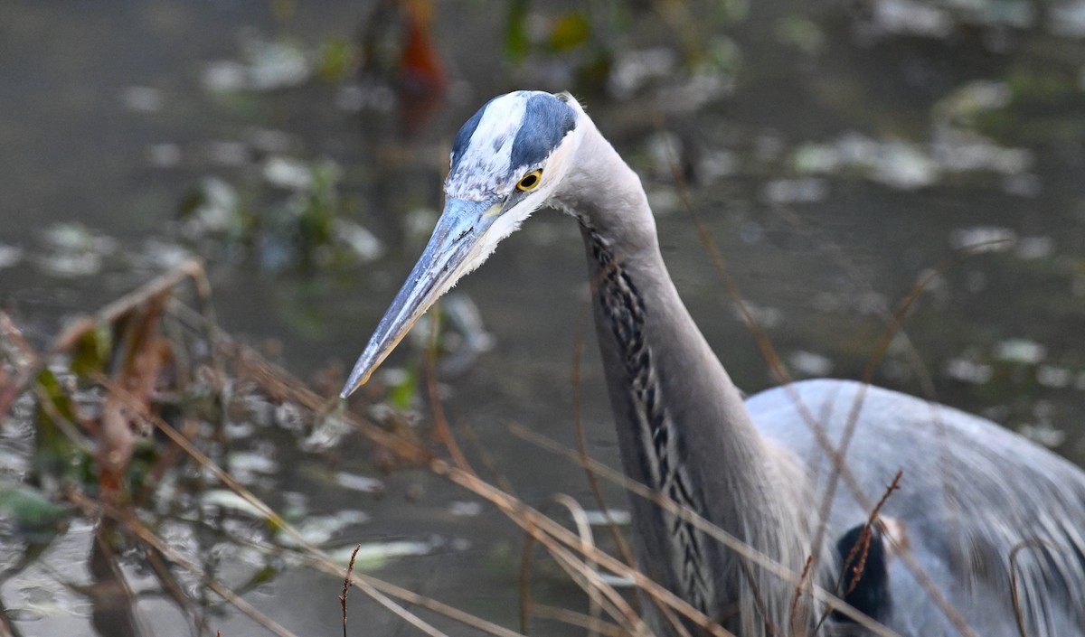 Great Blue Heron (Great Blue) - ML627312062