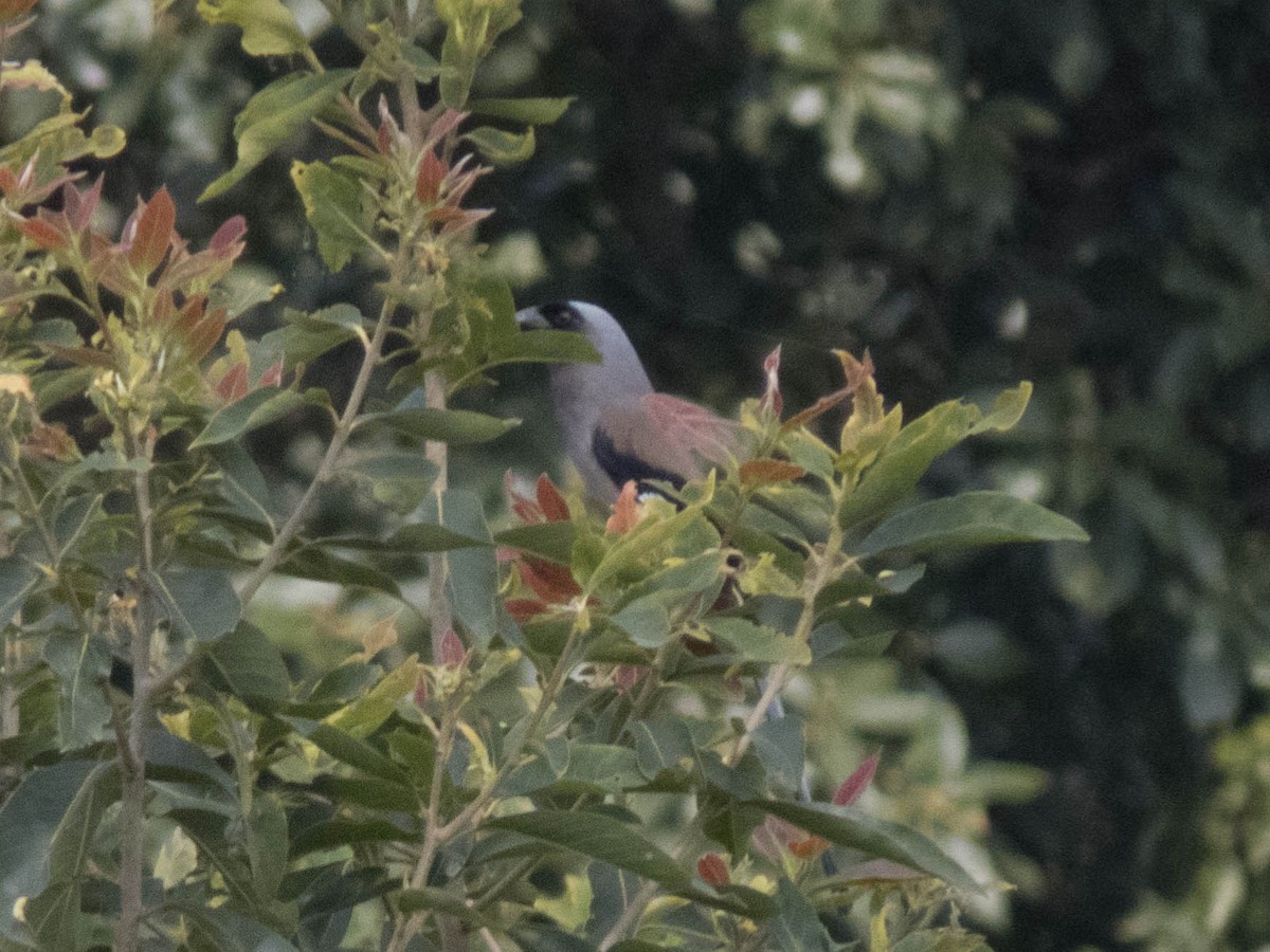 Gray Treepie - ML627312133