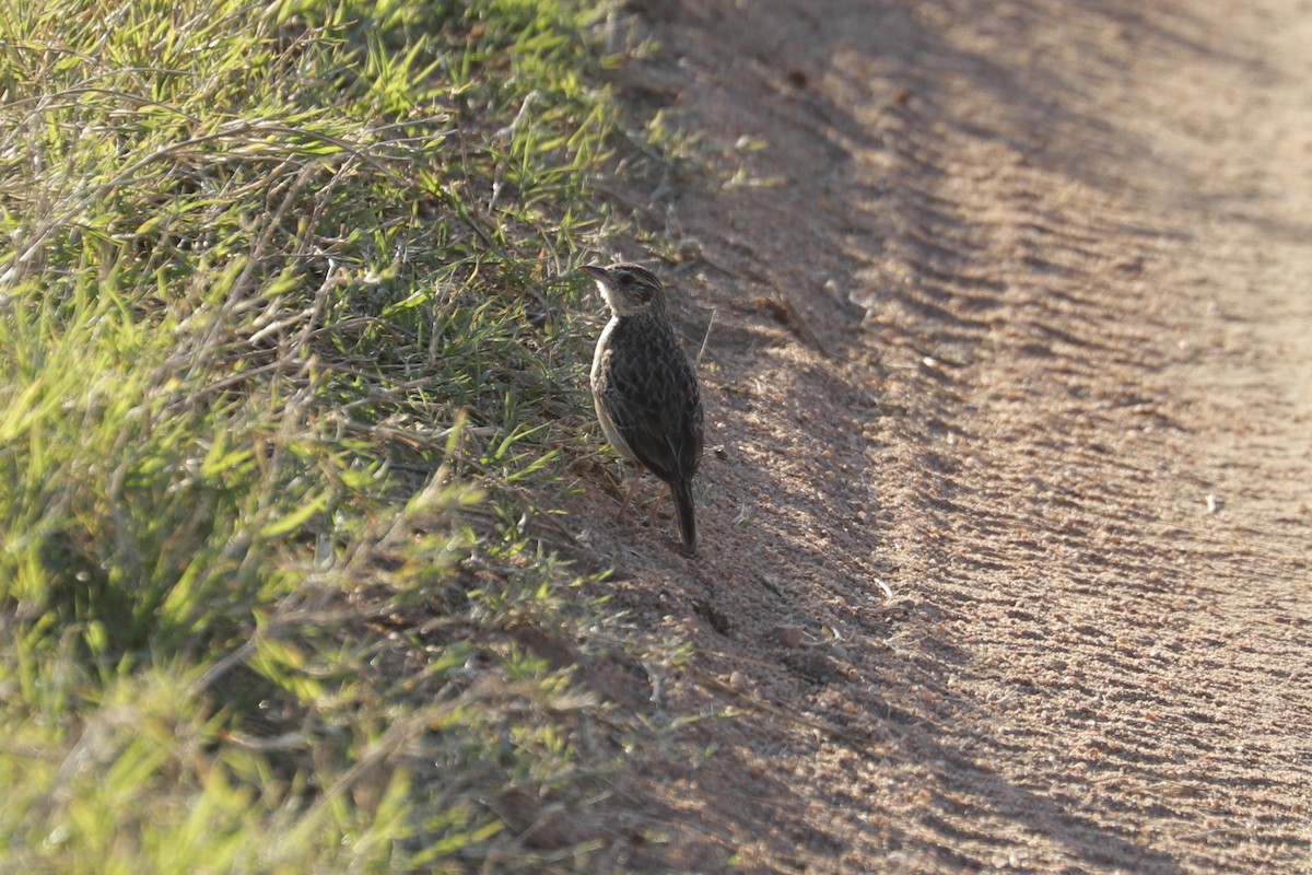 Rufous-naped Lark (Serengeti) - ML627312156