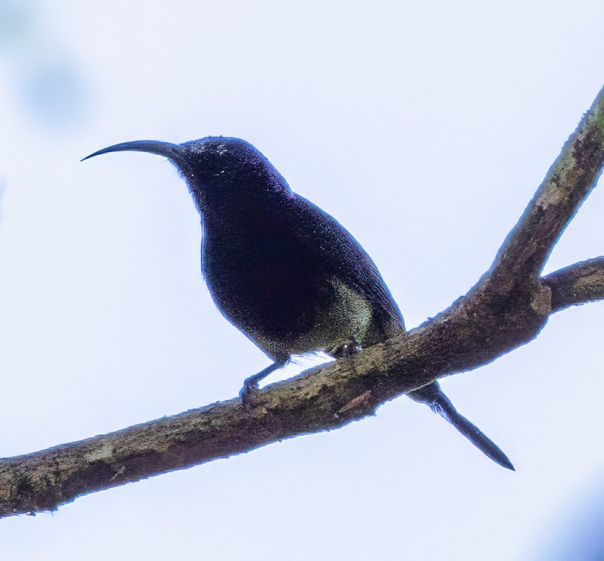 Black-throated Sunbird - ML627312160