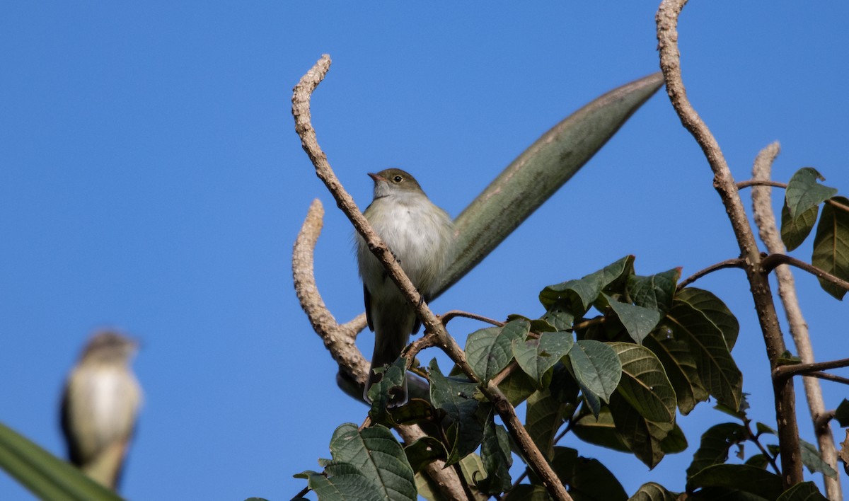 Small-billed Elaenia - ML627312162