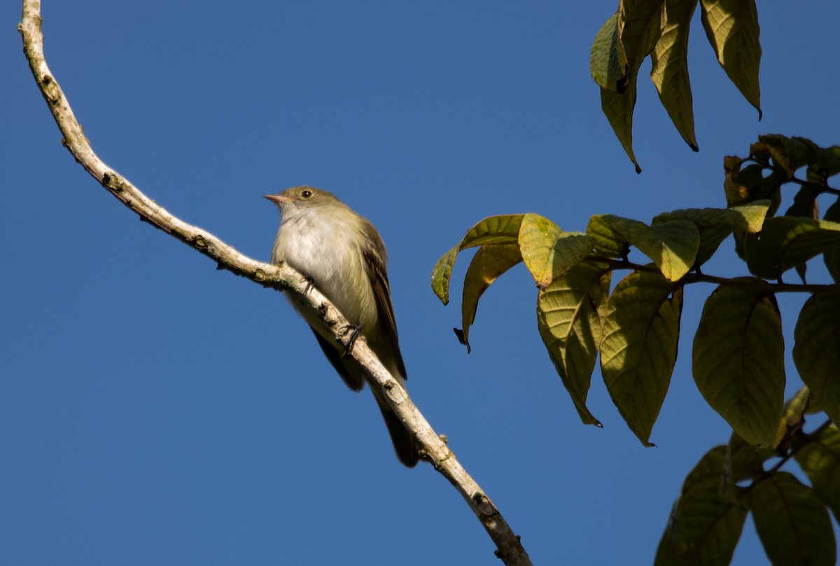 Small-billed Elaenia - ML627312163