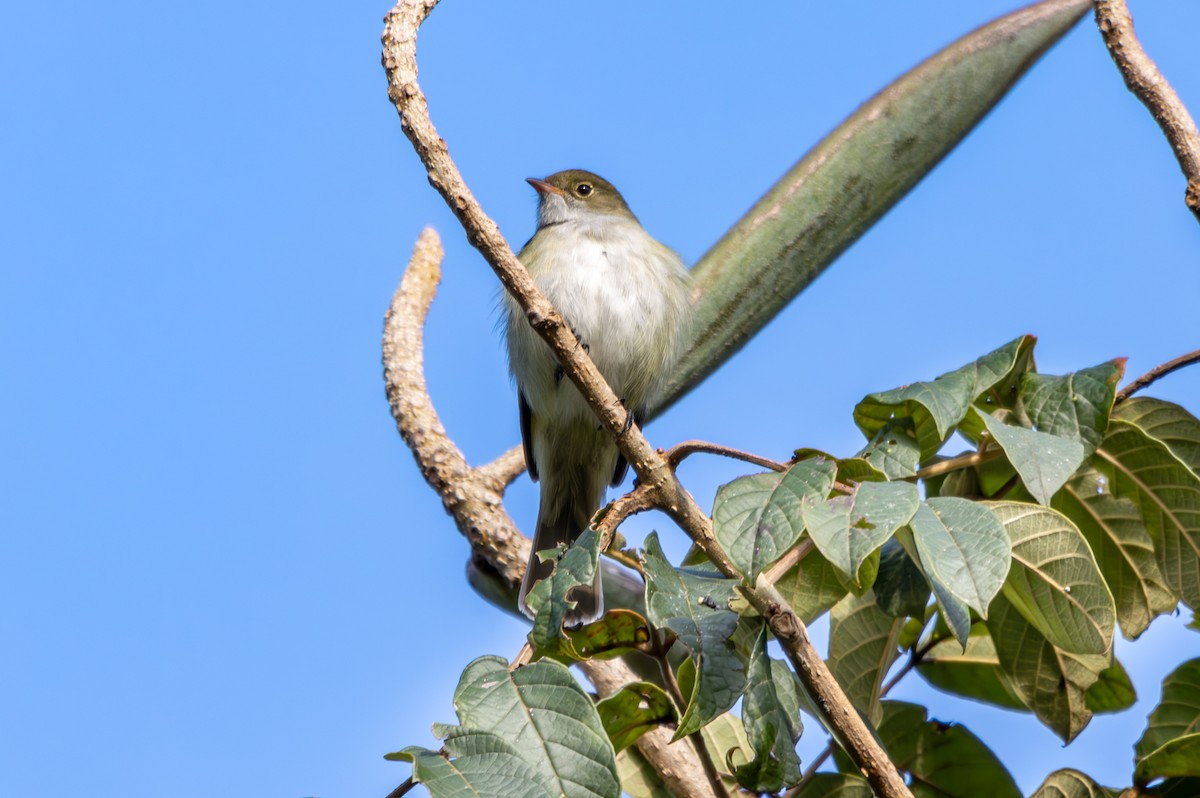 Small-billed Elaenia - ML627312164