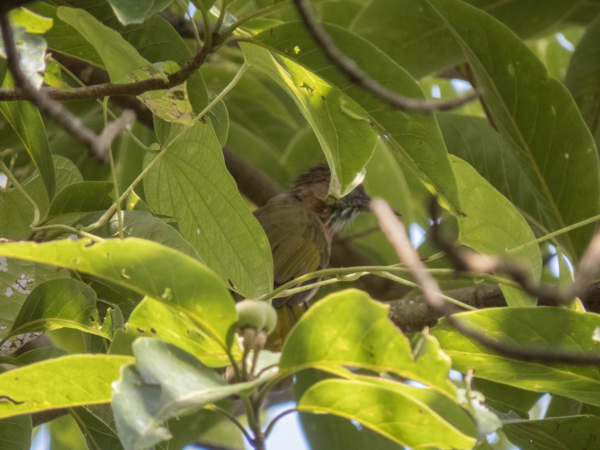Mountain Bulbul - ML627312168