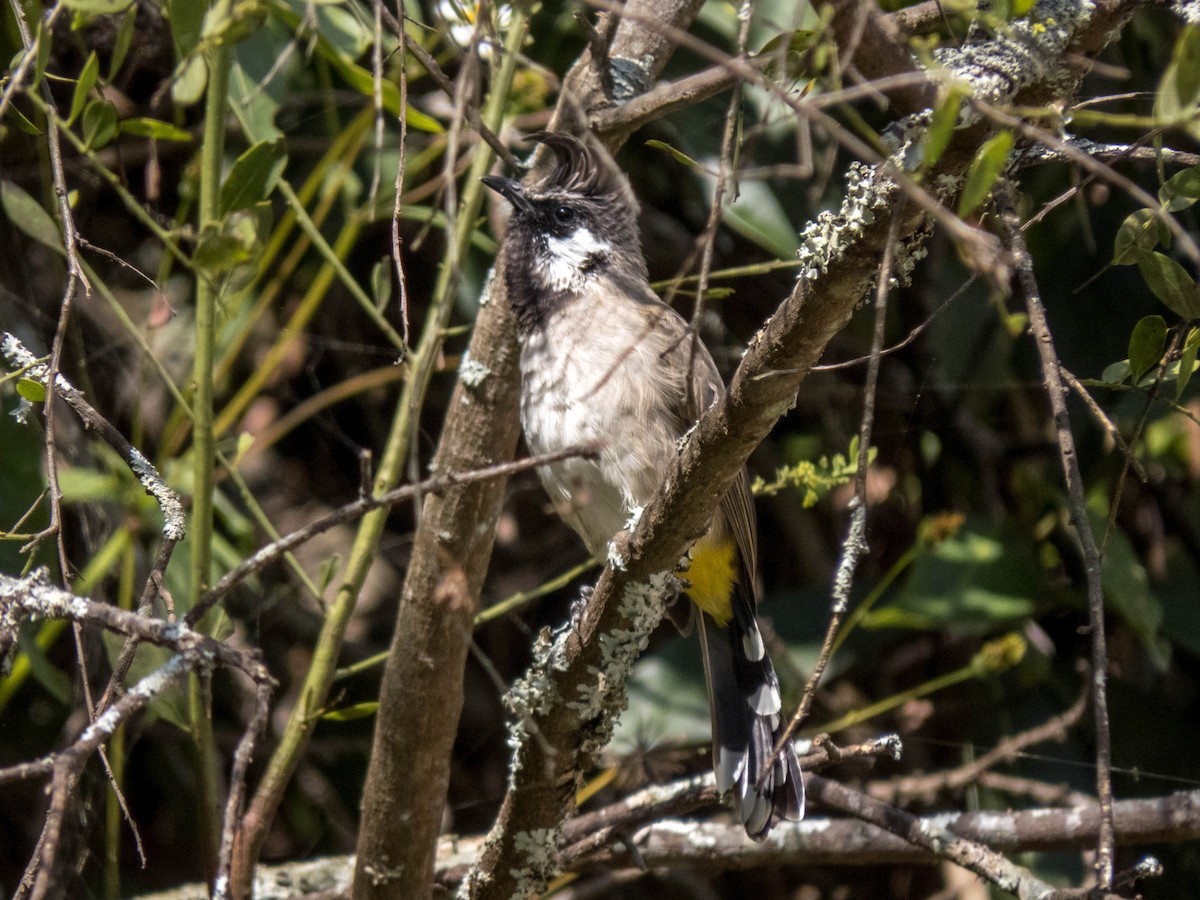 Himalayan Bulbul - ML627312170