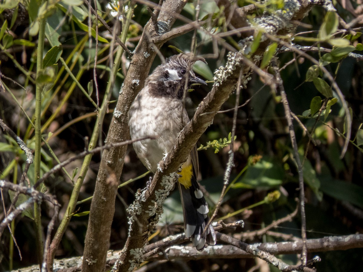 Himalayan Bulbul - ML627312171
