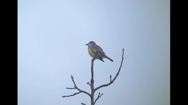 Thick-billed Kingbird - ML627312180