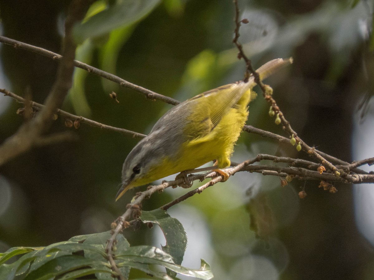 Gray-hooded Warbler - ML627312255