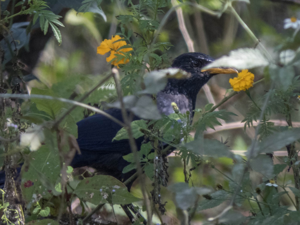 Blue Whistling-Thrush (Yellow-billed) - ML627312259