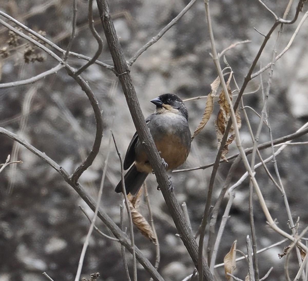 Rusty-bellied Brushfinch - ML627312271