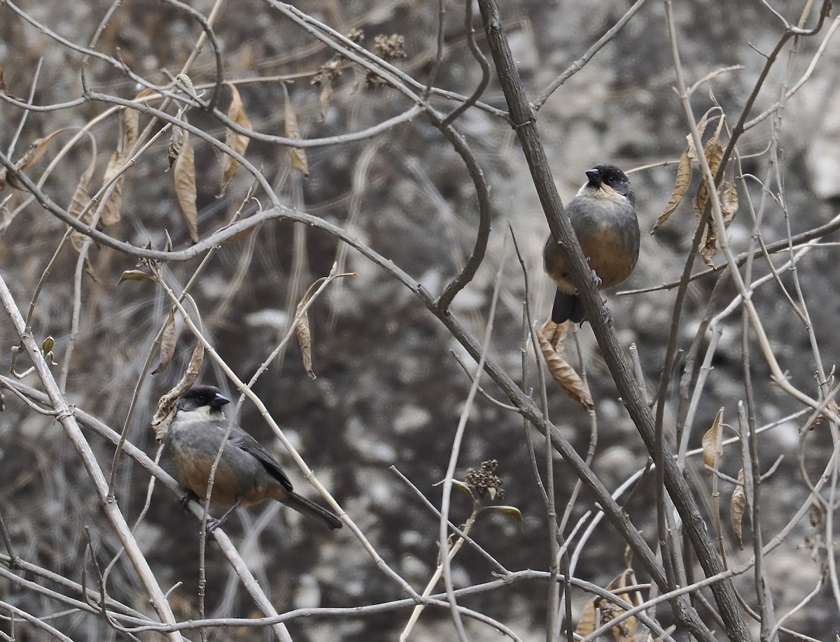 Rusty-bellied Brushfinch - ML627312272