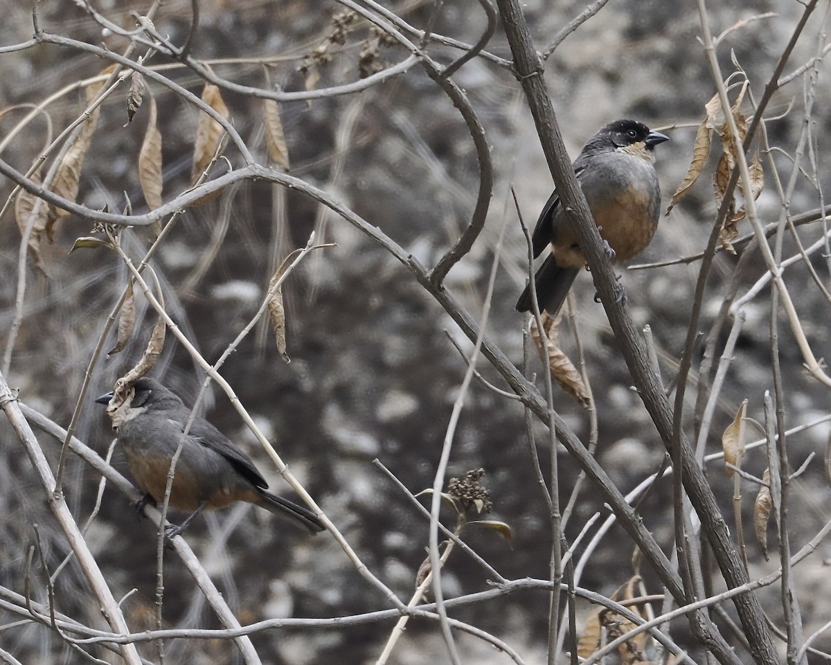 Rusty-bellied Brushfinch - ML627312273