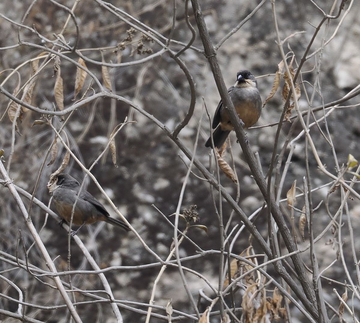 Rusty-bellied Brushfinch - ML627312274