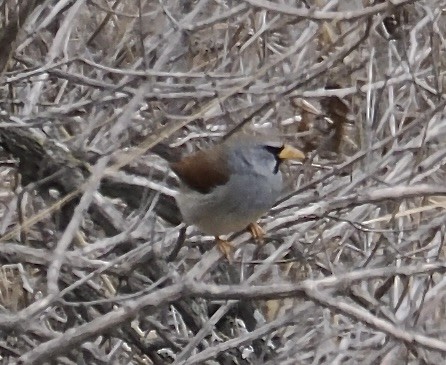 Great Inca-Finch - ML627312328