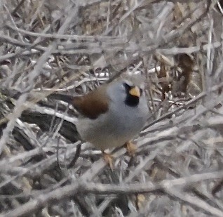 Great Inca-Finch - ML627312329