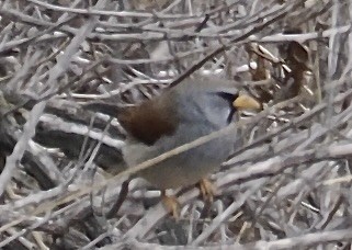 Great Inca-Finch - ML627312330