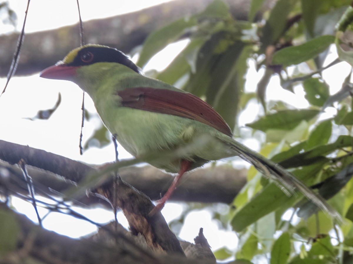 Common Green-Magpie (Common) - ML627312342