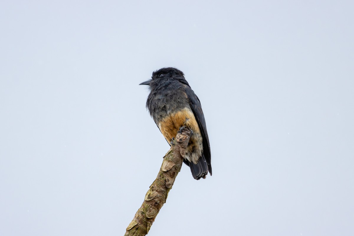 Swallow-winged Puffbird - ML627312347