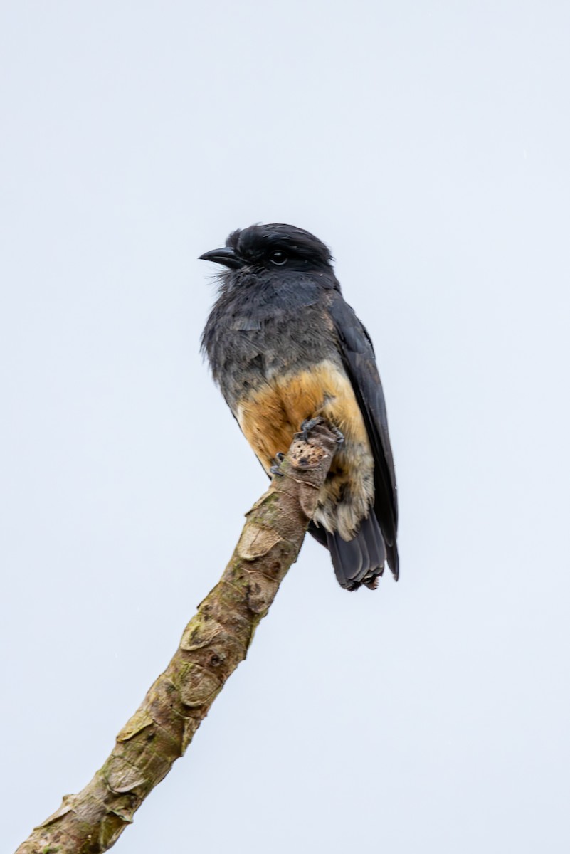 Swallow-winged Puffbird - ML627312348